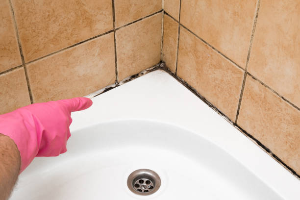 Professional Mold Remediation in Brooklyn, NY